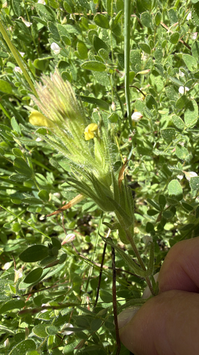 iNaturalist observation photo of hairy owl's clover