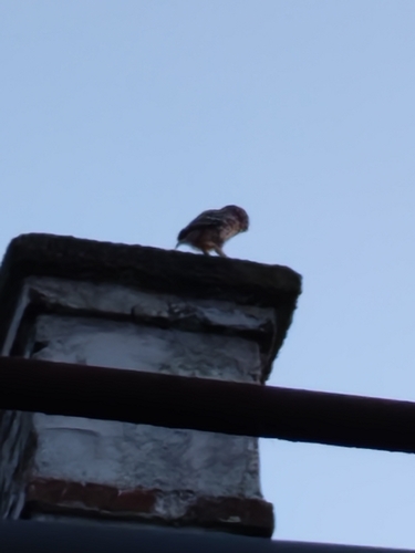 Little Owl