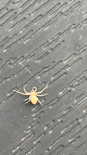 Philodromus albidus