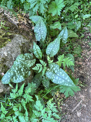 Pulmonaria affinis, photograph 4