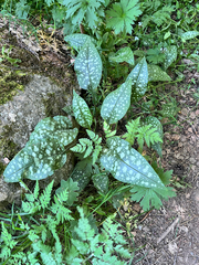 Pulmonaria affinis, photograph author not stated, no rights reserved