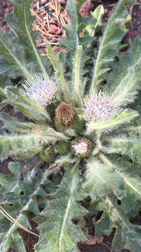 iNaturalist observation photo of Elk Thistle