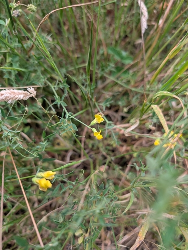 meadow pea