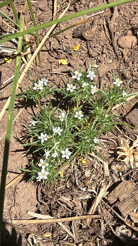 iNaturalist observation photo of Pincushion plants