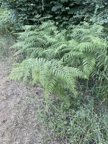 common bracken