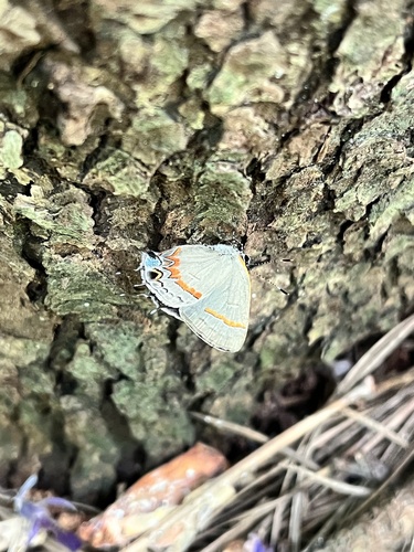 Red-banded Hairstreak