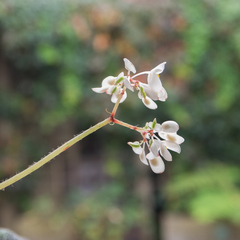 Begonia solimutata