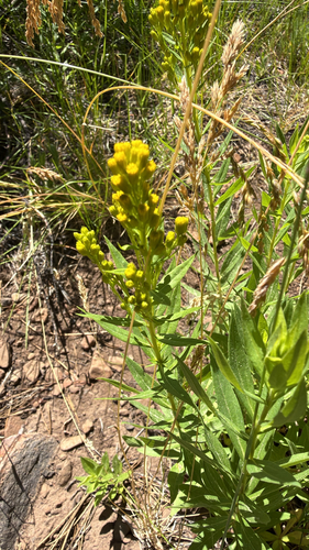 iNaturalist observation photo of west coast Canada goldenrod