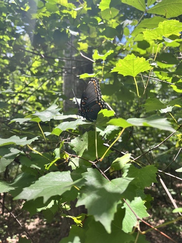 Red-spotted Admiral