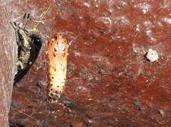 Rawasia ritsemae
