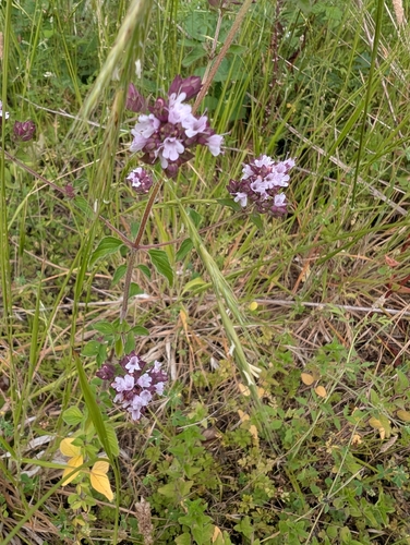 Oregano