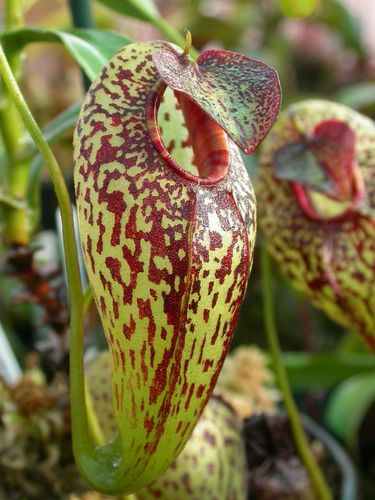 Nepenthes aristolochioides