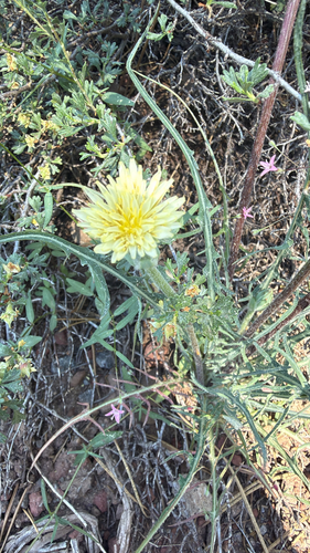 iNaturalist observation photo of spearleaf agoseris
