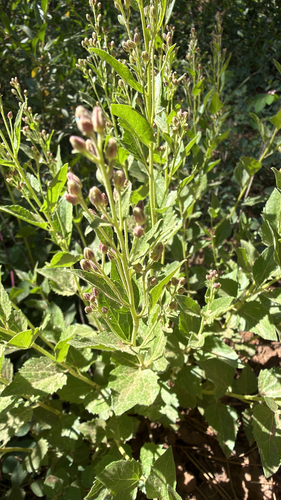 iNaturalist observation photo of Western Snakeroot