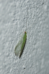 Chrysoperla externa