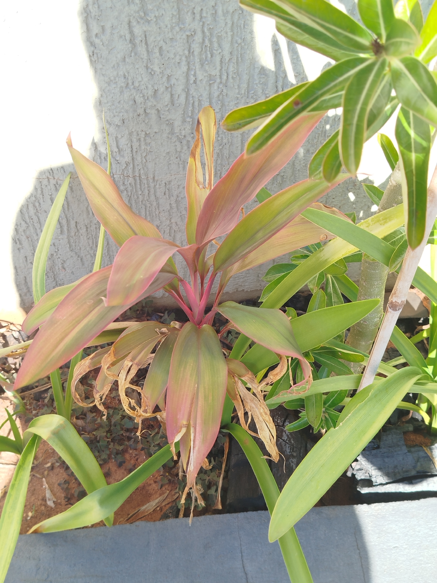 Cordyline fruticosa