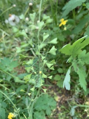 Capsella bursa-pastoris