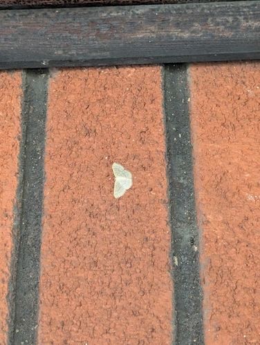 Common Tan Wave