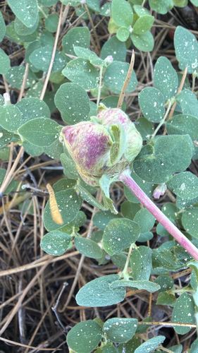 iNaturalist observation photo of Snowberry Sawfly