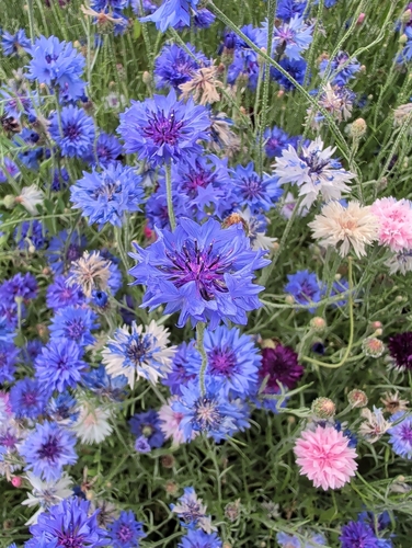 Cornflower
