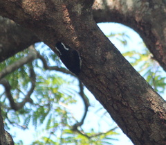 Stactolaema leucotis