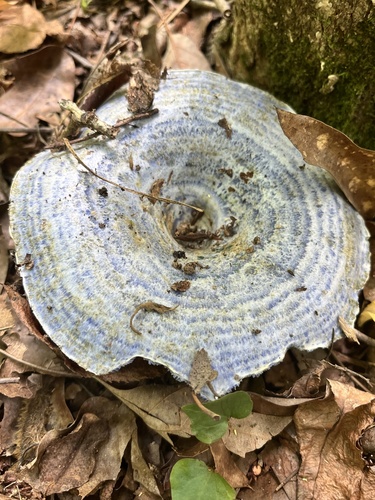 indigo milk cap