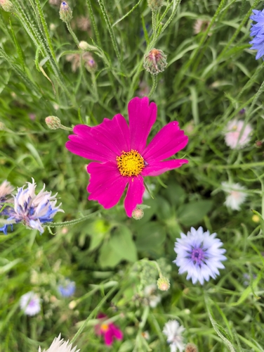 garden cosmos