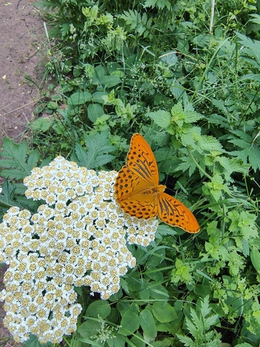 Silver-washed Fritillary