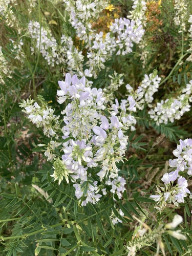 common milkpea