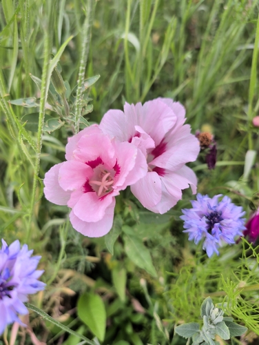 Farewell-To-Spring