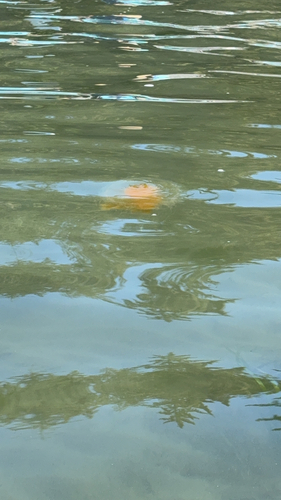 Egg-yolk Jelly