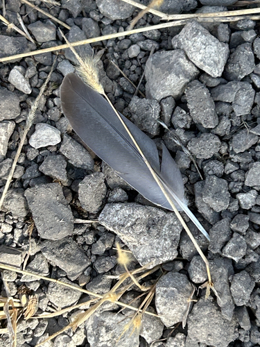 iNaturalist observation photo of Mourning Dove