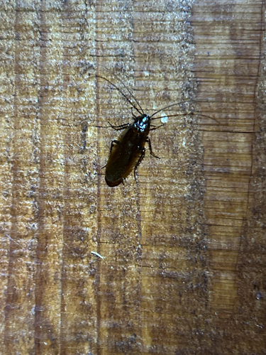 iNaturalist observation photo of Western Wood Cockroach