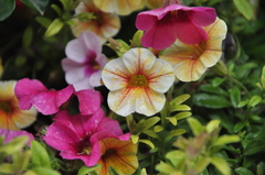 Petunia × atkinsiana
