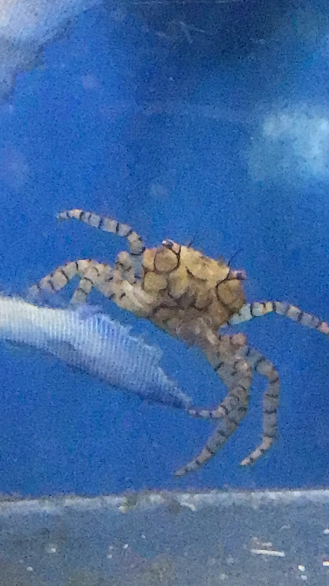 拳擊蟹(啦啦隊蟹) Lybia tesselata