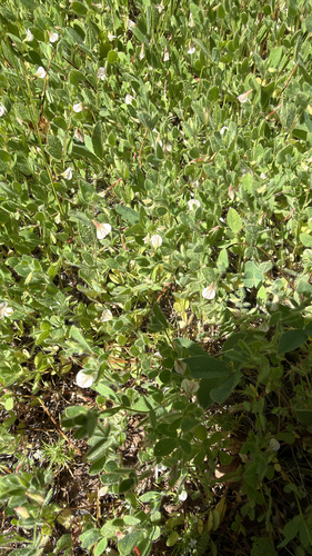 iNaturalist observation photo of Spanish clover