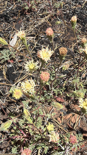 iNaturalist observation photo of Hoary Pincushion