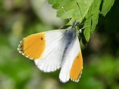 Anthocharis cardamines