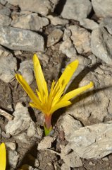 Colchicum luteum