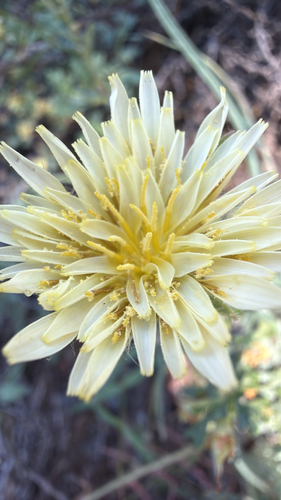 iNaturalist observation photo of Lettuce, Chicory, Dandelion and Salsify Tribe