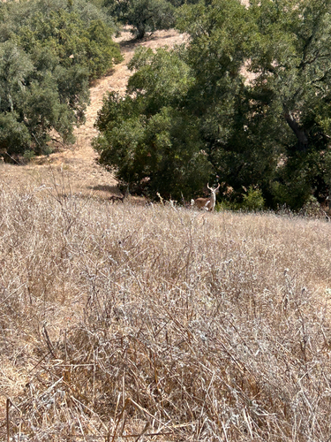 iNaturalist observation photo of Mule Deer
