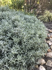 Syncarpha argyropsis