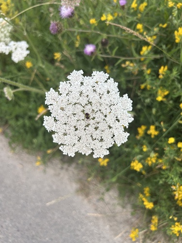 wild carrot
