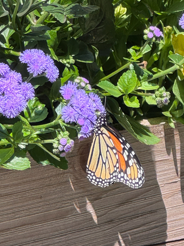 Monarch