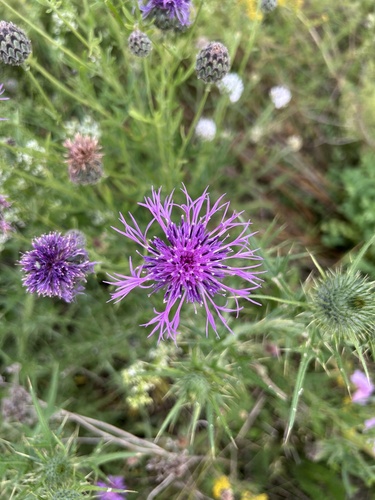Greater Knapweed