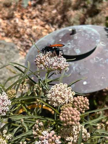 iNaturalist observation photo of Milde's Tarantula-hawk Wasp
