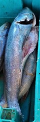 Argyrosomus