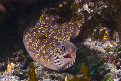 Gymnothorax cribroris