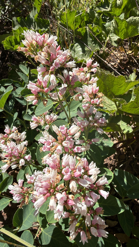 iNaturalist observation photo of spreading dogbane