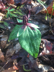 Trillium stamineum